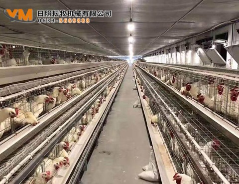 蛋雞籠養設備